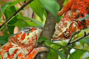 Panther chameleon, Furcifer pardalis, orange form from northern Madagascar, now very rare in the wild due to intense collecting for the pet trade. Two males fighting. Controlled conditions in a large voliere at Madagascar exotique.
